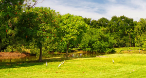 Image of Large Playing Field